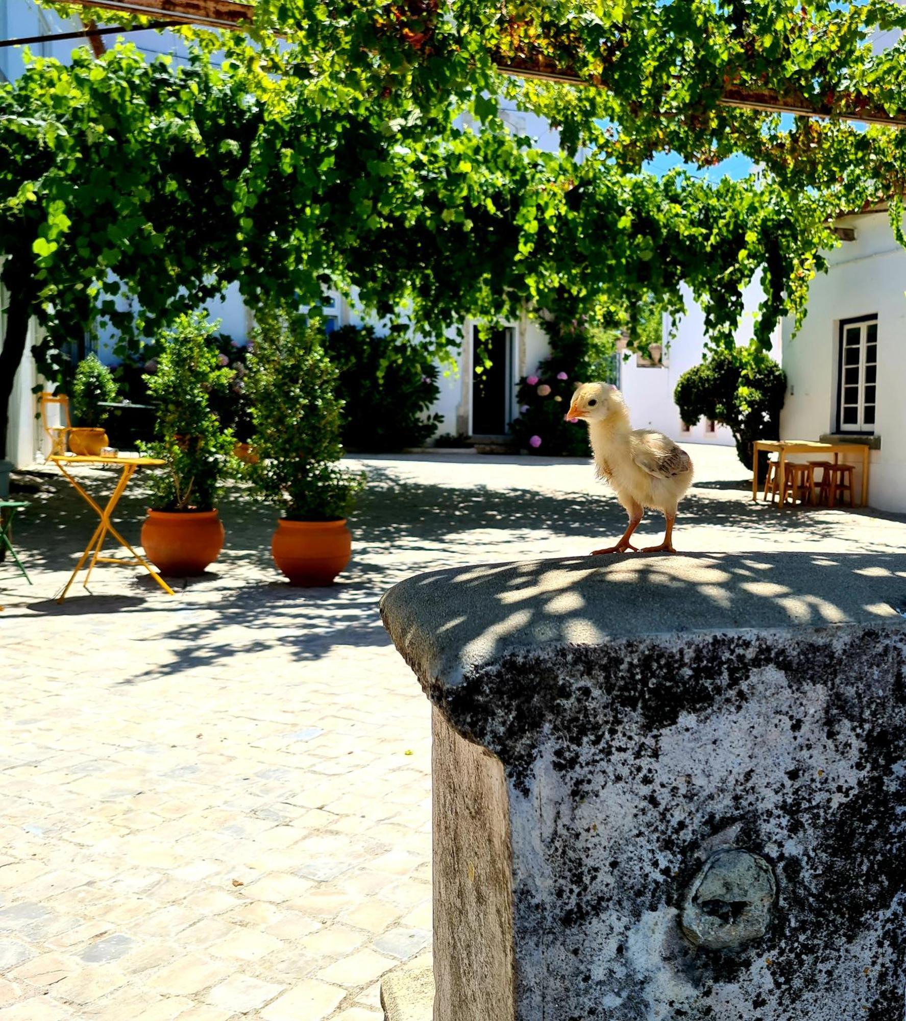 Oryza Guest House& Suites Coimbra Zewnętrze zdjęcie